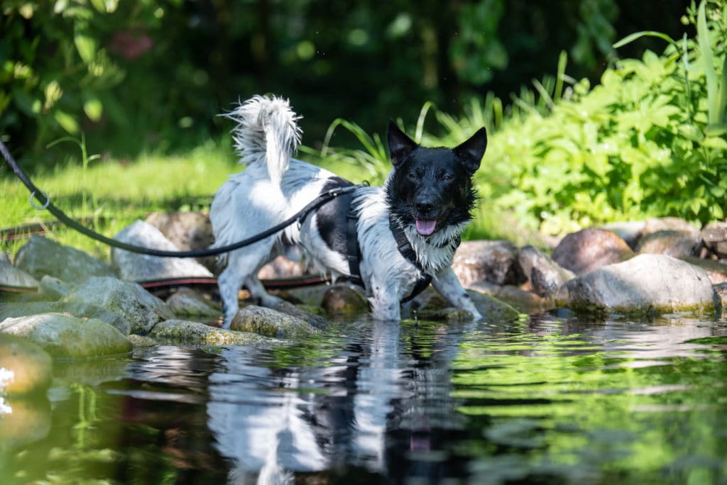Das Tierheim Tierheim Oldenburg