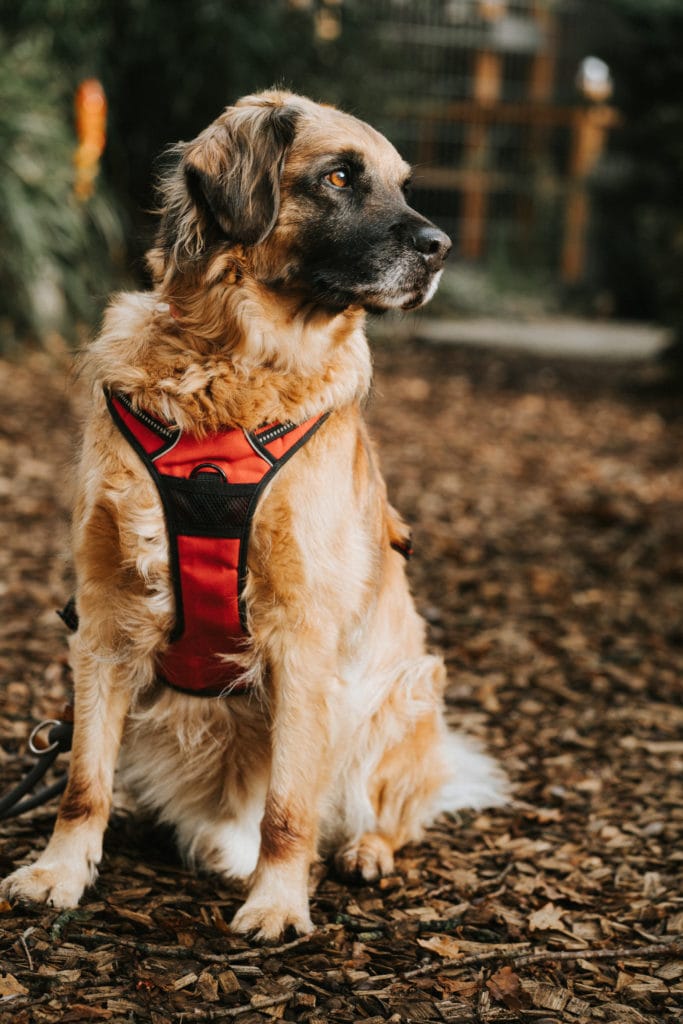 tierheim_112022-00700