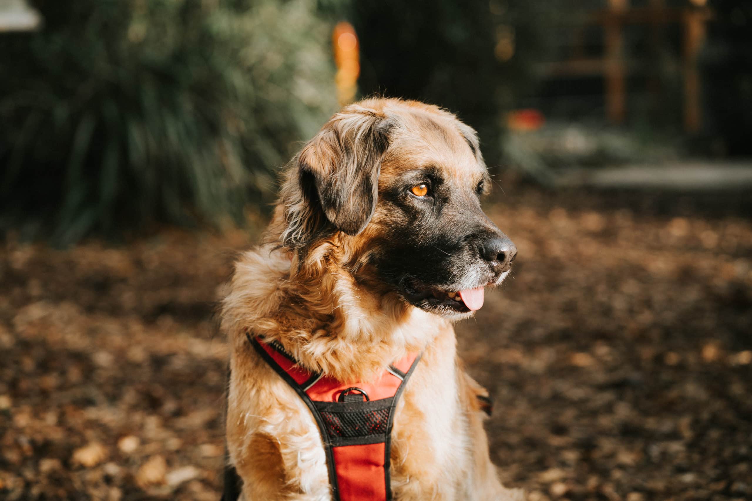 Hundepension Oldenburg Preise Tierheim Oldenburg