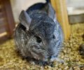 Bild zur Meldung Notfall - Das Tierheim nimmt Ziegen und Chinchillas auf