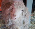 Bild zur Meldung Notfall - Das Tierheim nimmt Ziegen und Chinchillas auf