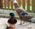 Bild zur Meldung Baby und Digger - ein Traumpaar