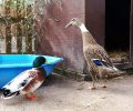 Bild zur Meldung Baby und Digger - ein Traumpaar