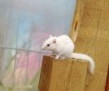 Bild zur Meldung Strudel das Streifenhörnchen ist erwacht