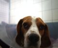 Bild zur Meldung + +15.09.2014 ++ Beagle Oskar ++ Rückenwindreport ++ News++
