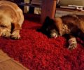 Bild zur Meldung Timo und sein Happy End