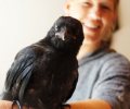 Bild zur Meldung Django die Krähe zieht ein