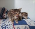 Bild zur Meldung Vier Kitten in schlimmem Zustand