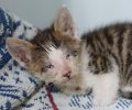 Bild zur Meldung Vier Kitten in schlimmem Zustand