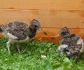 Bild zur Meldung Austernfischerküken kommen im Tierheim unter