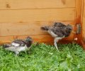 Bild zur Meldung Austernfischerküken kommen im Tierheim unter