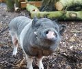 Bild zur Meldung Schweinchen Eberhard zieht ein