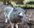 Bild zur Meldung Eine kleine Schweinerei im Tierheim!