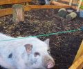 Bild zur Meldung Schweinezusammenführung im Tierheim