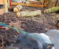 Bild zur Meldung Schweinezusammenführung im Tierheim
