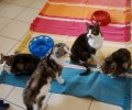 Bild zur Meldung Das Tierheim nimmt sieben Katzen in Obhut