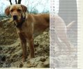 Bild zur Meldung Tierheim Kalender 2018