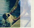 Bild zur Meldung Tierheim Kalender 2018