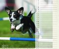 Bild zur Meldung Tierheim Kalender 2018