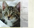 Bild zur Meldung Tierheim Kalender 2018