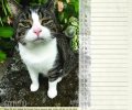 Bild zur Meldung Tierheim Kalender 2018