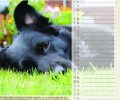 Bild zur Meldung Tierheim Kalender 2018