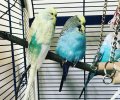 Bild zur Meldung Wellensittiche mit Handicaps
