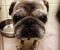 Bild zur Meldung Ein kleiner Mops mit großem Hautproblem