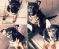Bild zur Meldung Kleine Schäferhunde erobern das Tierheim