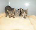 Bild zur Meldung Viele Katzen und Katzenkinder