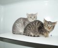 Bild zur Meldung Viele Katzen und Katzenkinder