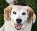 Bild zur Meldung Dolly - eine Beagle Oma, wie sie im Buche steht