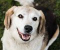 Bild zur Meldung Dolly - eine Beagle Oma, wie sie im Buche steht