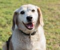 Bild zur Meldung Dolly - eine Beagle Oma, wie sie im Buche steht