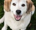 Bild zur Meldung Dolly - eine Beagle Oma, wie sie im Buche steht