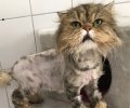 Bild zur Meldung Kusja hatte schlimmes Fellproblem