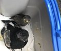 Bild zur Meldung Erste Jungvögel erreichen das Tierheim