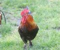 Bild zur Meldung Hahn Rooster bringt Mitbewohner mit