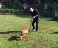 Bild zur Meldung Locke arbeitet mit dem Hundetrainer