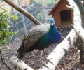 Bild zur Meldung Ein Pfau beehrt das Tierheim