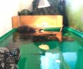 Bild zur Meldung Wasserschildkröten-Winterunterbringungs-Paradies