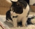 Bild zur Meldung Spotty hatte vermutlich einen dollen Unfall