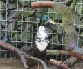 Bild zur Meldung Kleiner verirrter Pinguin Darkwing Duck