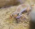 Bild zur Meldung Leonard der Leopardgecko