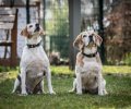 Bild zur Meldung Zwei Beagle - ein Team wie aus dem Bilderbuch