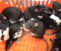 Bild zur Meldung Rattengewusel im Tierheim
