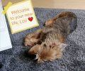Bild zur Meldung Lori hat es geschafft!!! ����