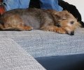 Bild zur Meldung Lori hat es geschafft!!! ����