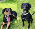 Bild zur Meldung Chaospartnerschaft in dogsplace