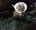 Bild zur Meldung Augustin der kleine Pechvogel